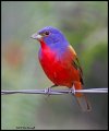 _2SB9264 painted bunting